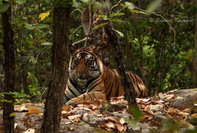 The first. Banbahi's male cub: Over 2.5 yrs old now, he looks set to be a contender for the throne of Bandhavgarh