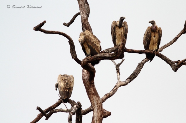 Long-billed vultures