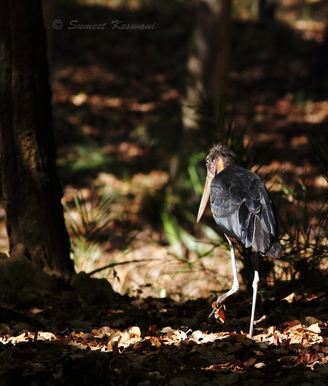 A lesser adjutant stork takes a walk